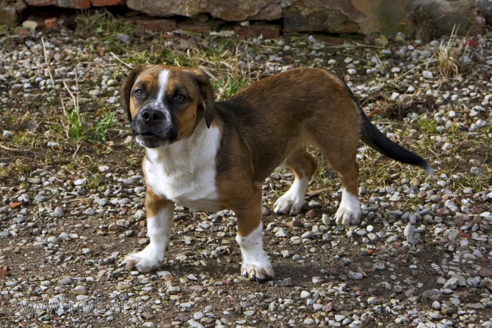 Tobis (simpatiskais)