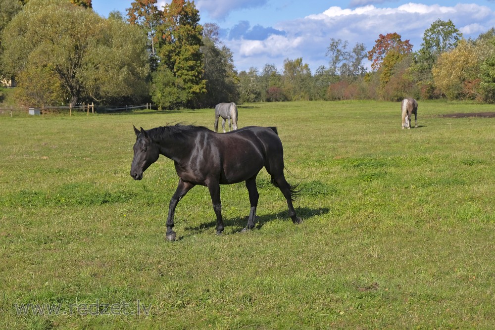 LLU Horse-Breeding Training Centre Mušķi Horses