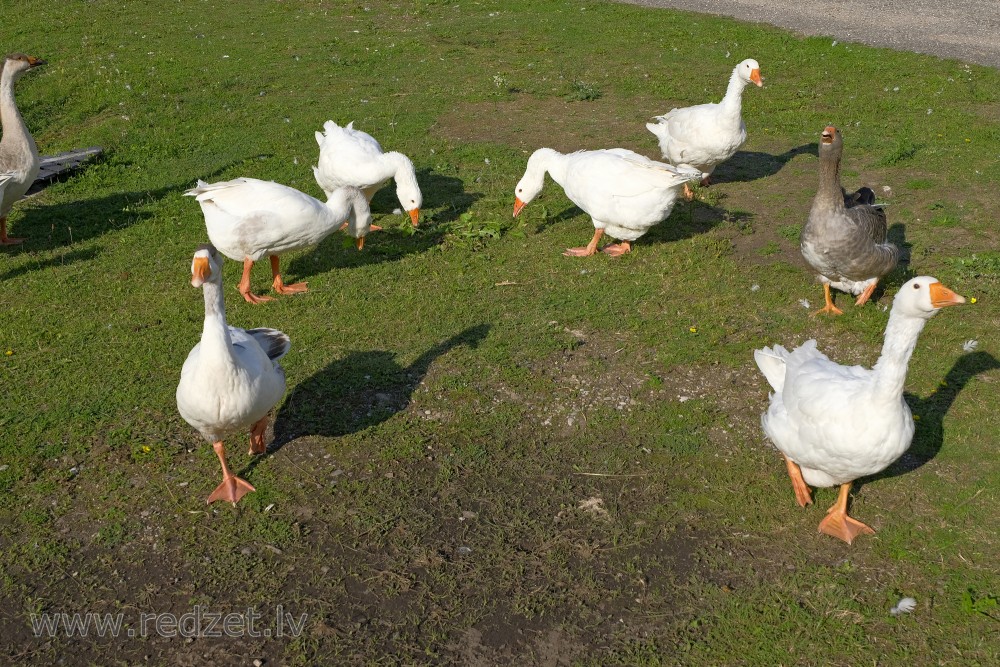 Group of Geese in the Yard
