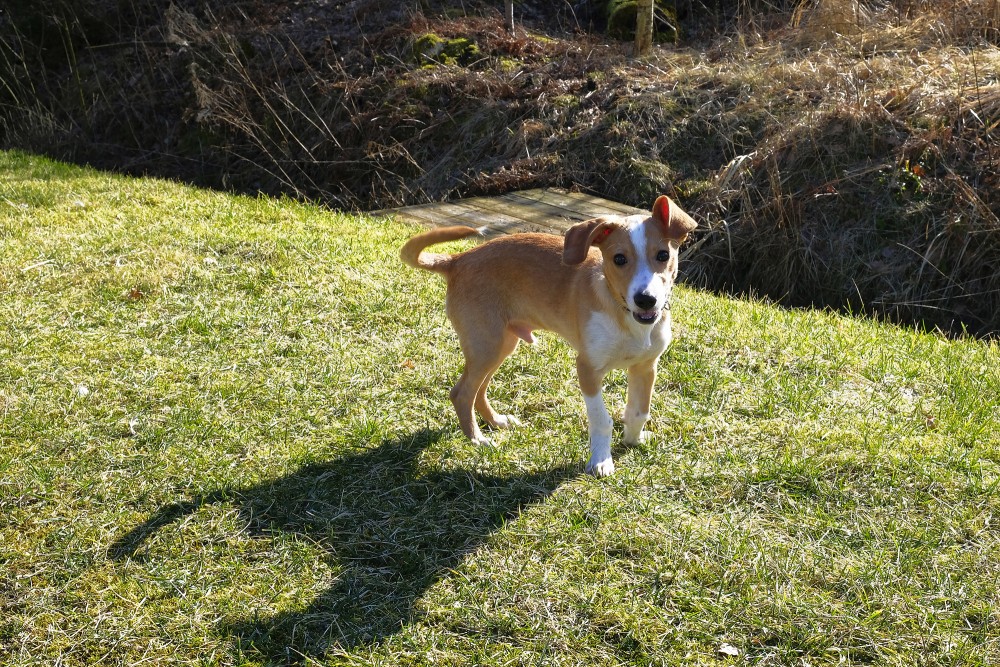 Kucēns