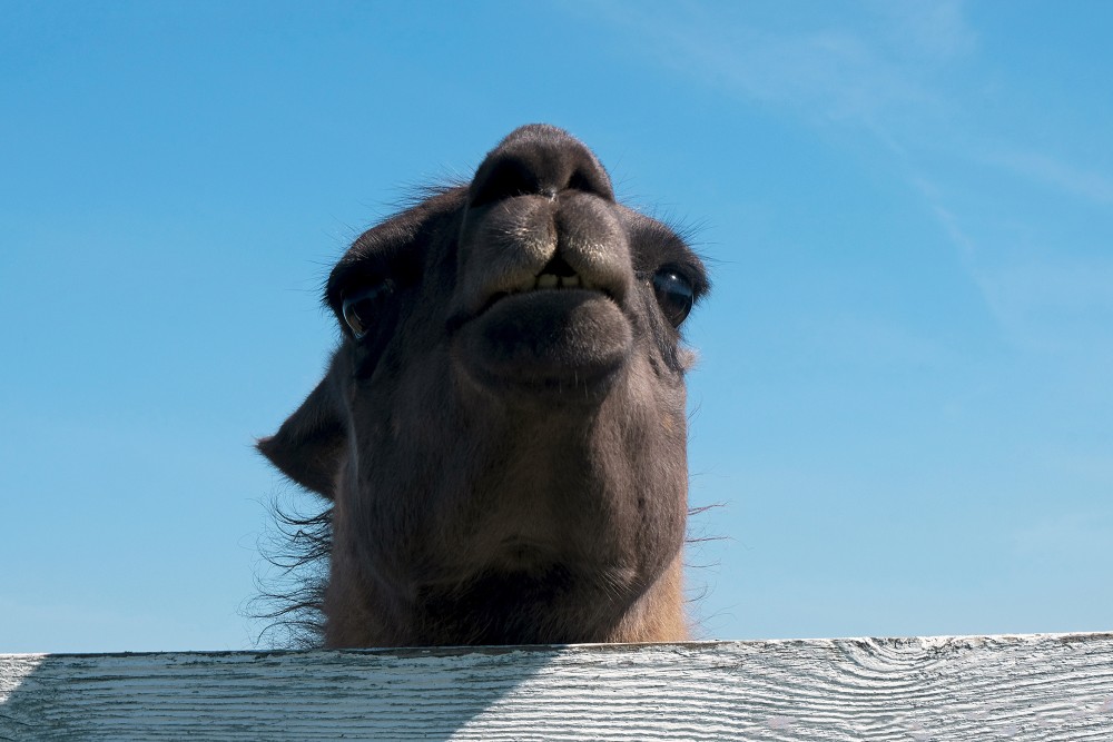 Dūms raugās pāri sētai, mini ZOO "Lauku sēta"