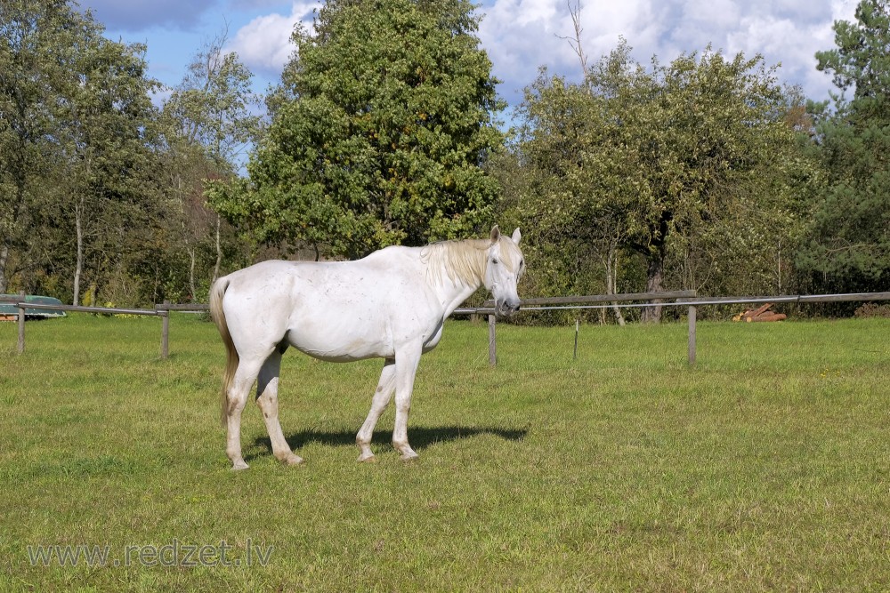 "White Horse"