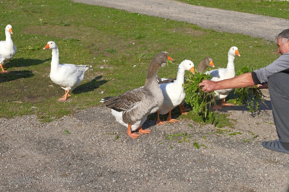 Geese Eat Dandelion Leaves from Hand