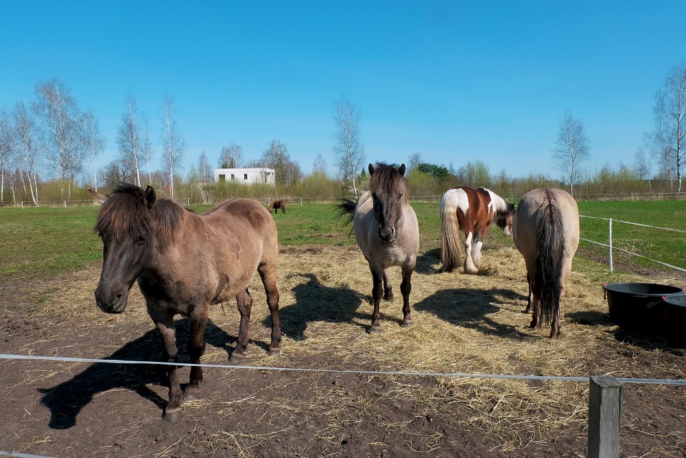 Ponies for Events Polish Konik Horses and Tinker Horse