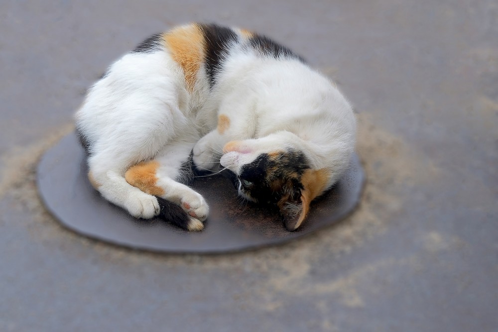 Trīskrāsains kaķis saritinājies uz apaļas metāla virsmas Trīskrāsains kaķis saritinājies uz apaļas metāla virsmas