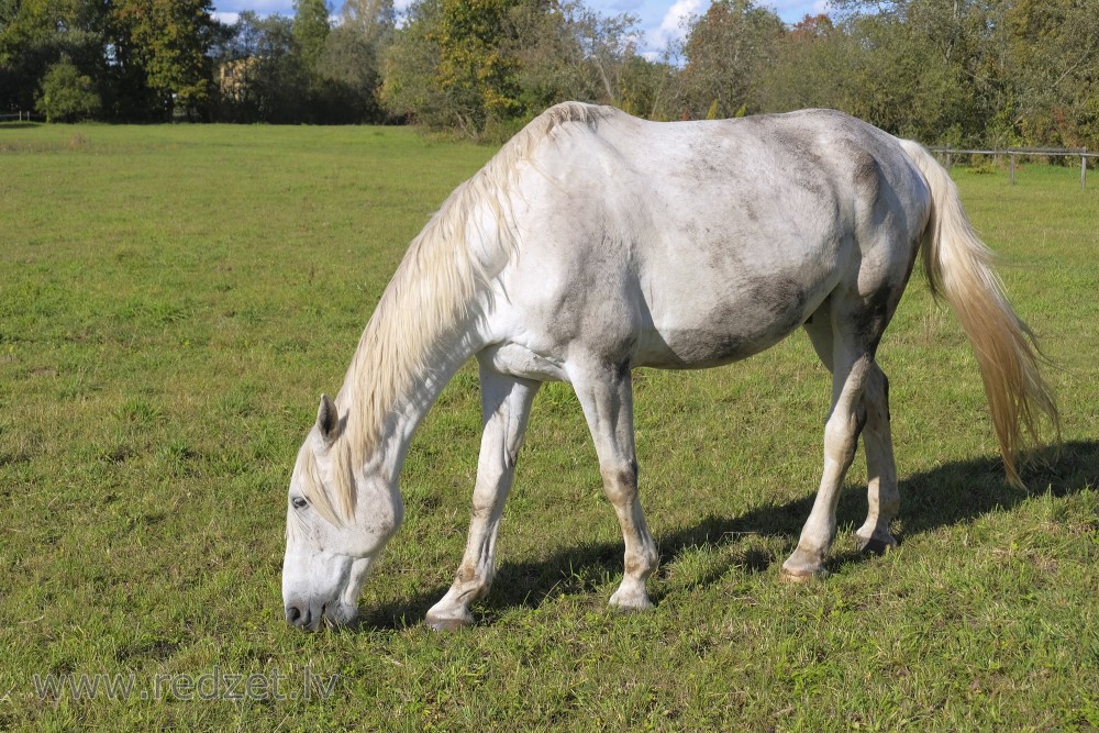 Mušķi "White Horse"