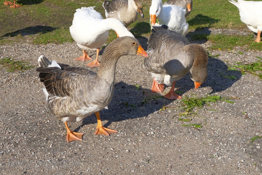 Domestic geese