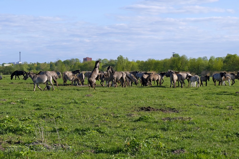 Wild Horses in Jelgava Palace Island, Lielupe Floodland Meadows