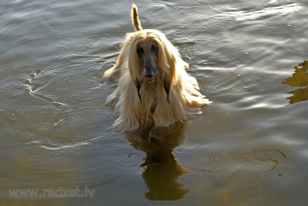 Afganāņu kurts peldas