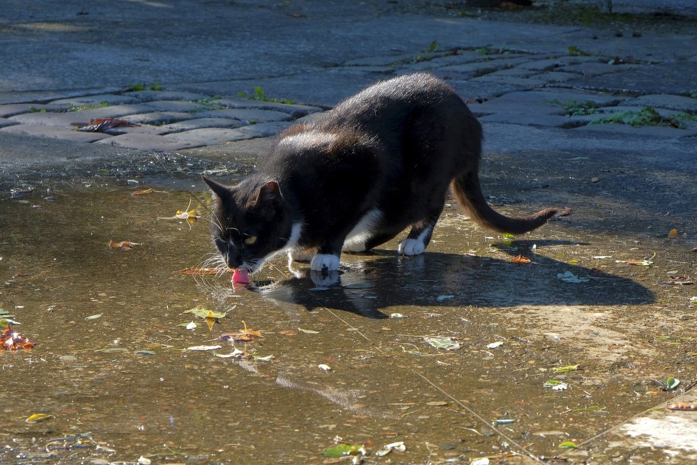 Kaķis lok peļķes ūdeni