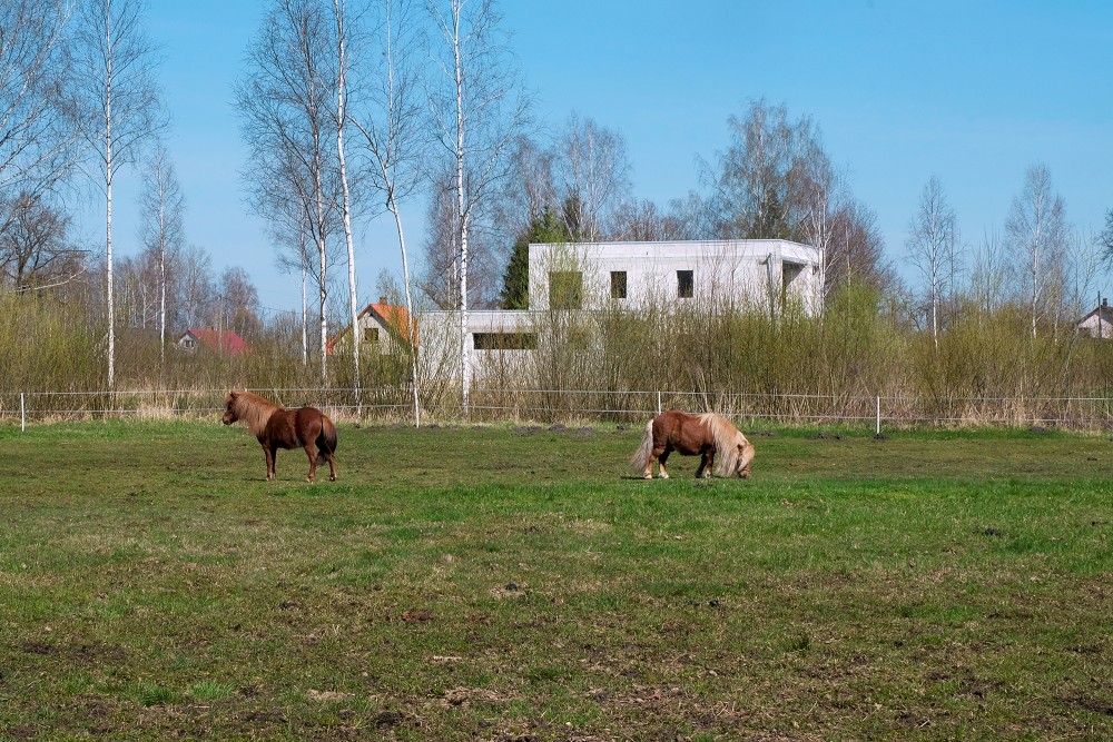 Poniji pasākumiem Šetlandes poniji