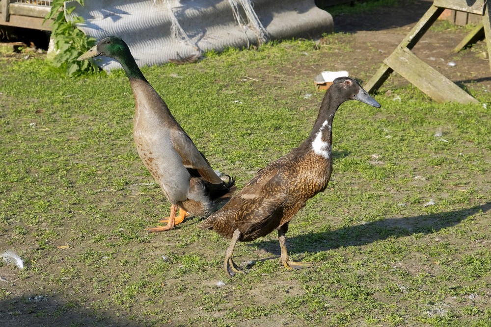 Indijas skrējējpīles (Pudeļpīles)