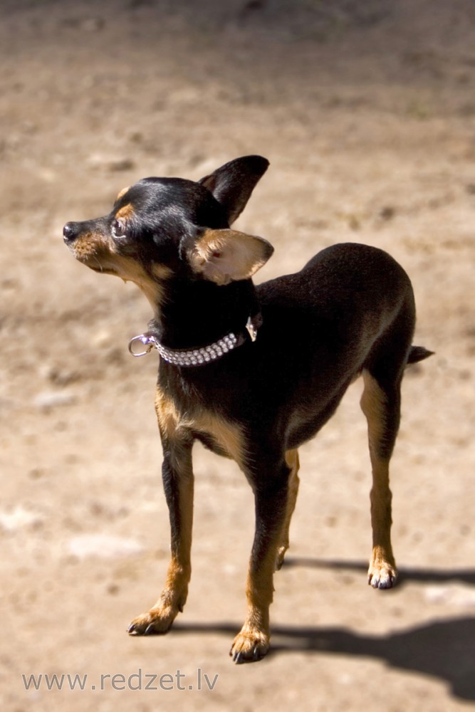 Russian Toy Terrier