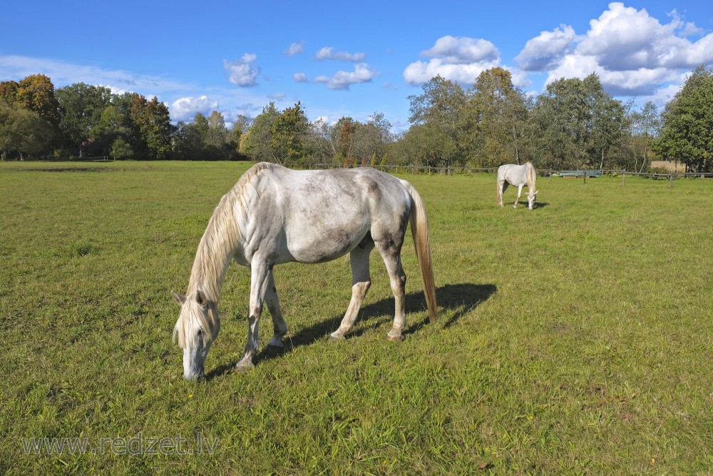 Mušķi "White Horses"