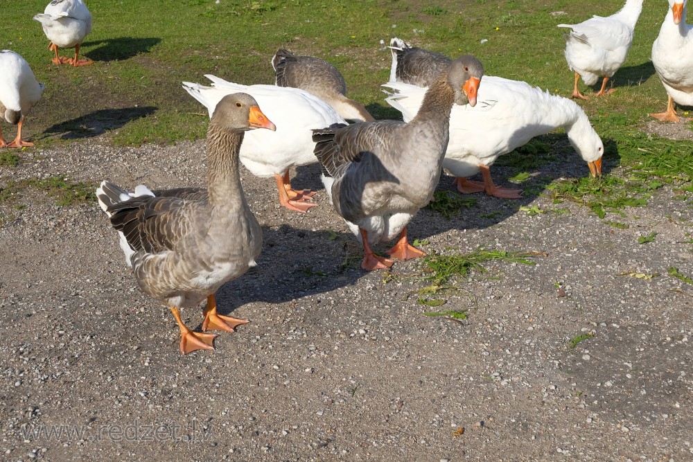 Group of Geese in the Yard