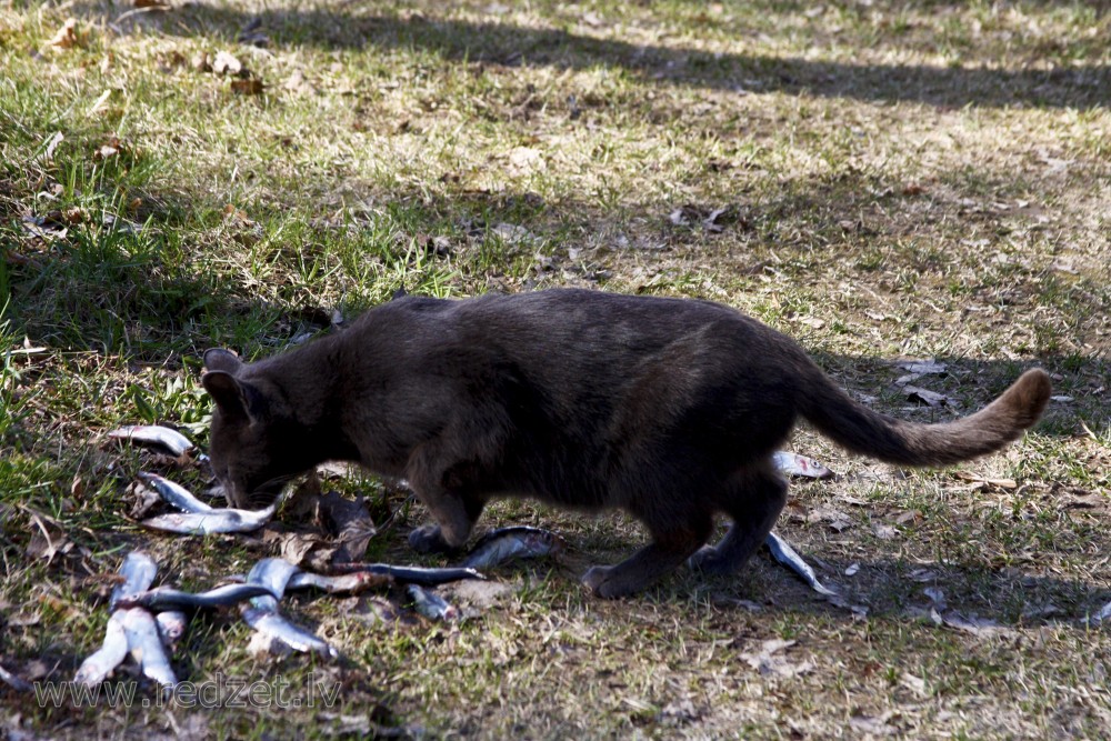 Cat eating fish