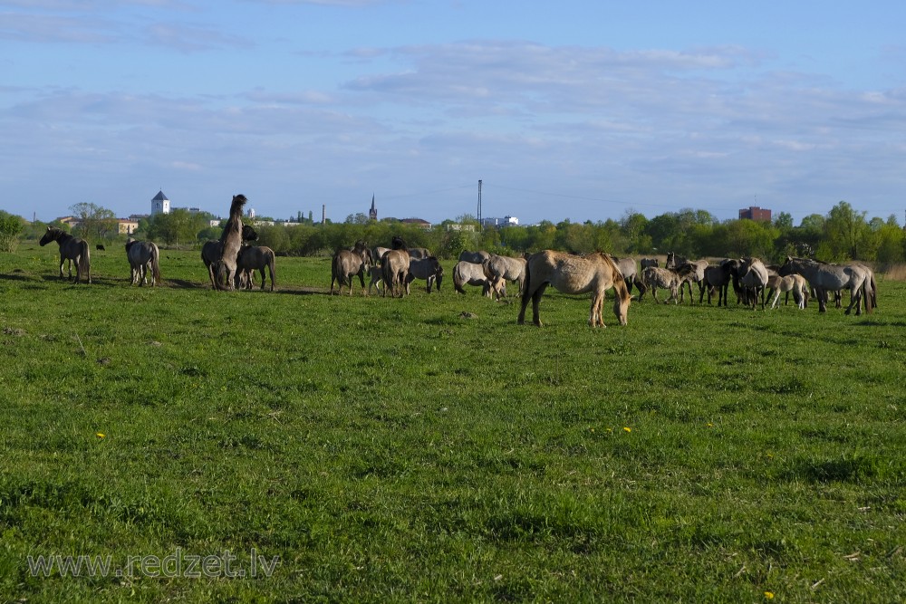 Polish Primitive Horses in Jelgava Palace Island, Lielupe Floodland Meadows