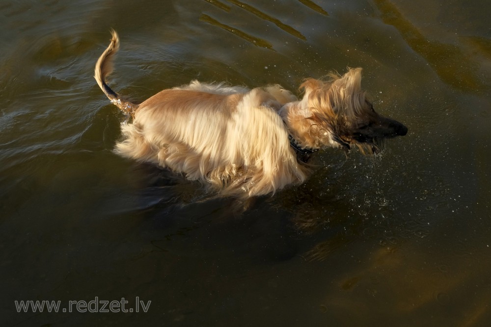 Afghan Hound Swimming