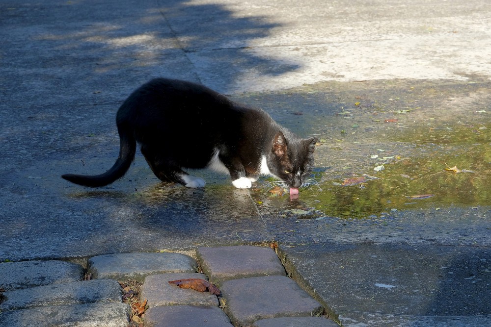 Thirsty Cat