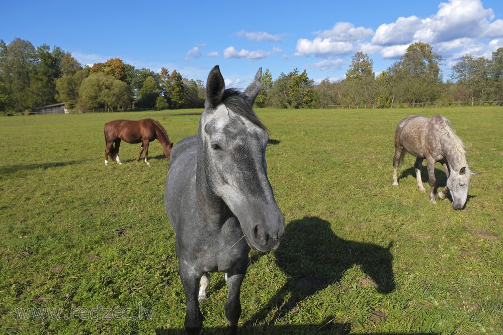 Three color horses