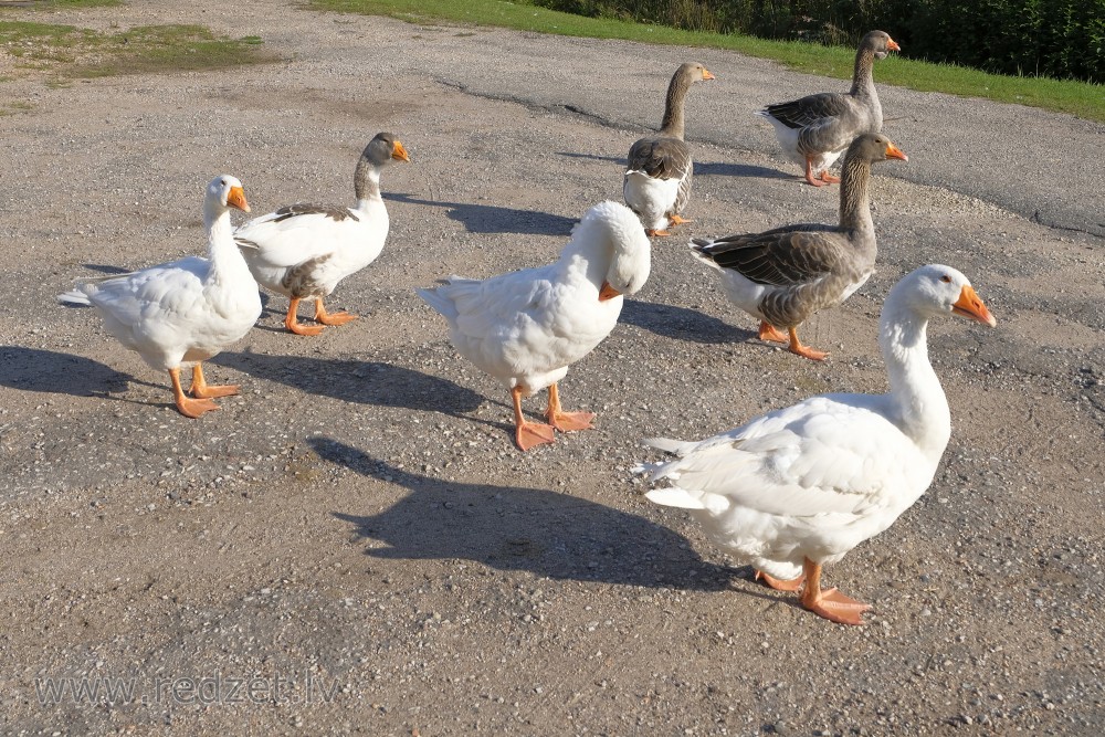 Group of Geese in the Yard