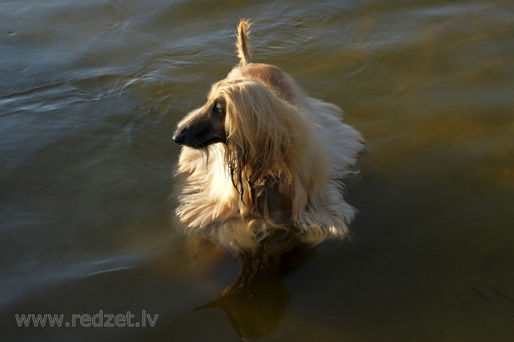 Afganāņu kurts ūdenī