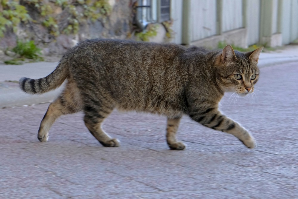 Walking Cat