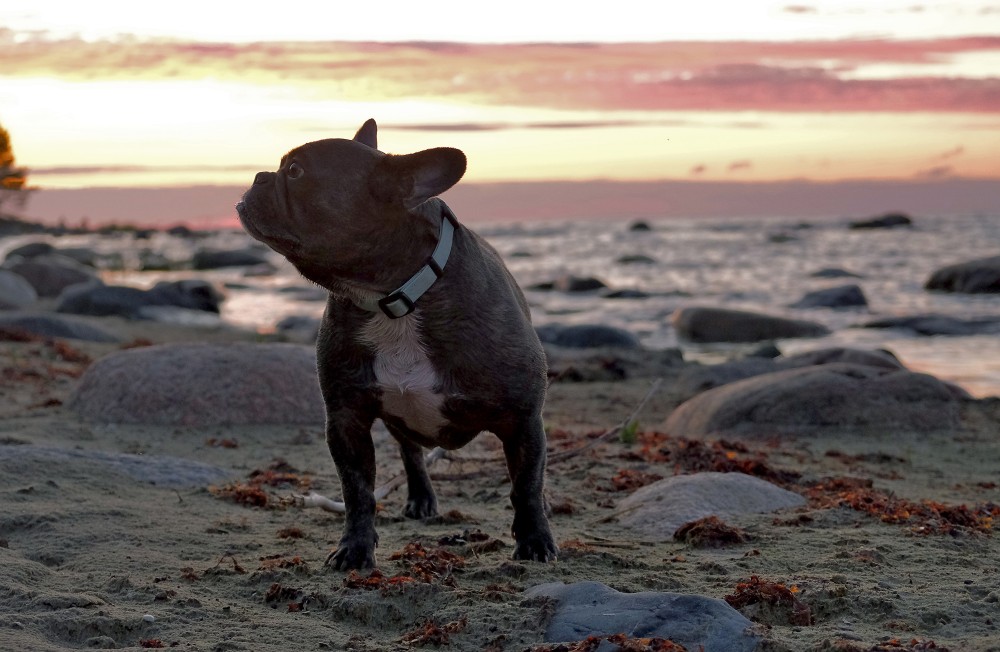 Franču buldogs akmeņainā pludmalē saulrietā