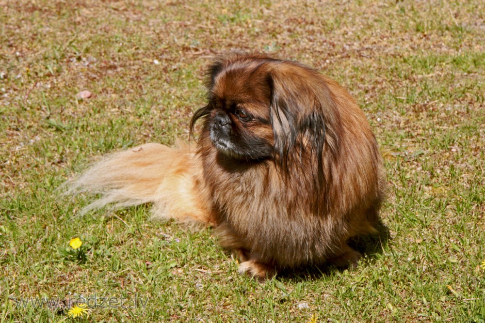 Pekinietis