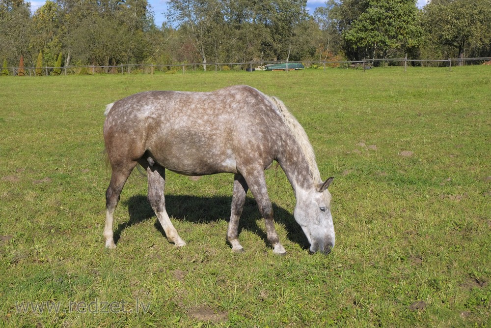 Buckskin 