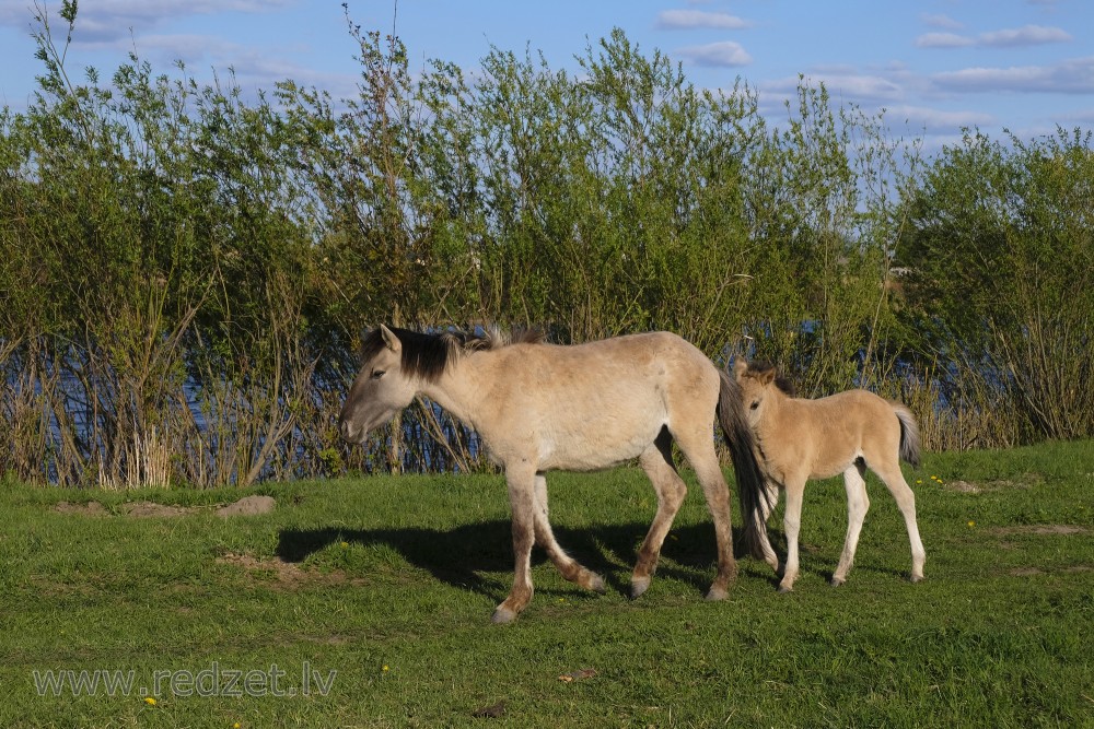 Wild Horses' Foals in Jelgava Palace Island, Lielupe Floodland Meadows