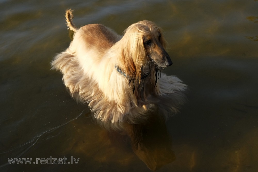 Afghan Hound in Water