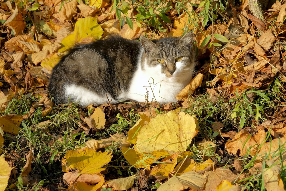 Kaķis un dzeltenas rudens lapas