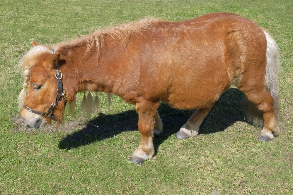 Poniji pasākumiem mini Šetlandes ponijs Grasis