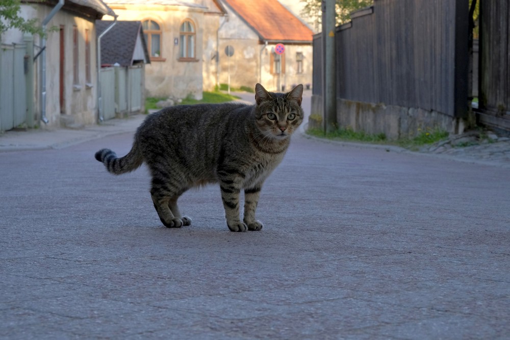 Kaķis Kuldīgas ielās