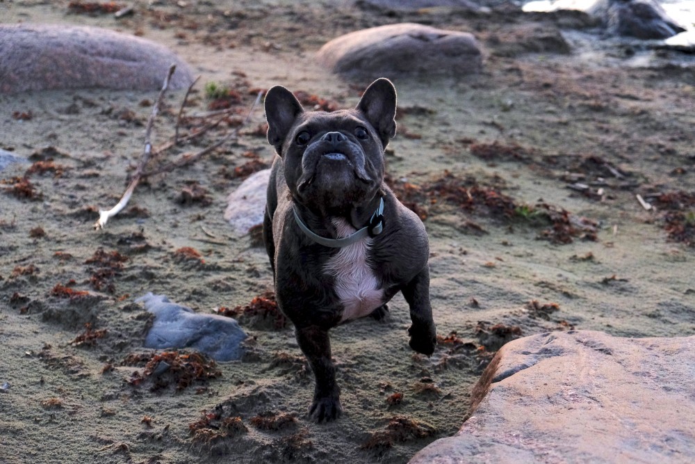 Franču buldogs stāv uz smilšainas pludmales starp akmeņiem Franču buldogs stāv uz smilšainas pludmales starp akmeņiem