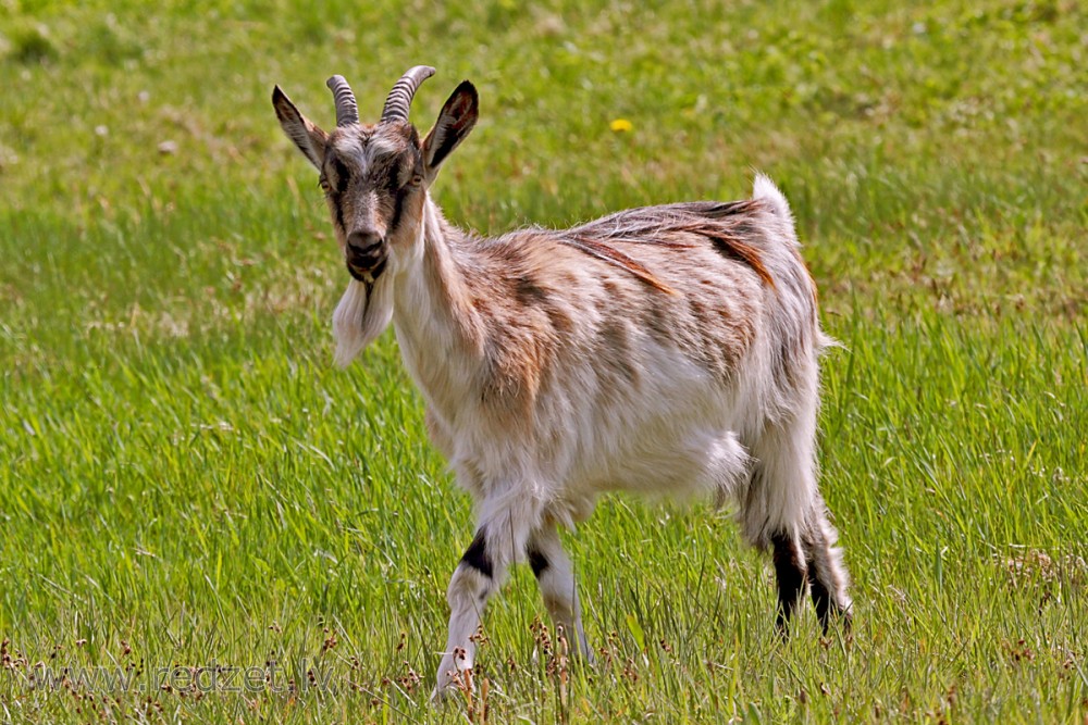 Kaza