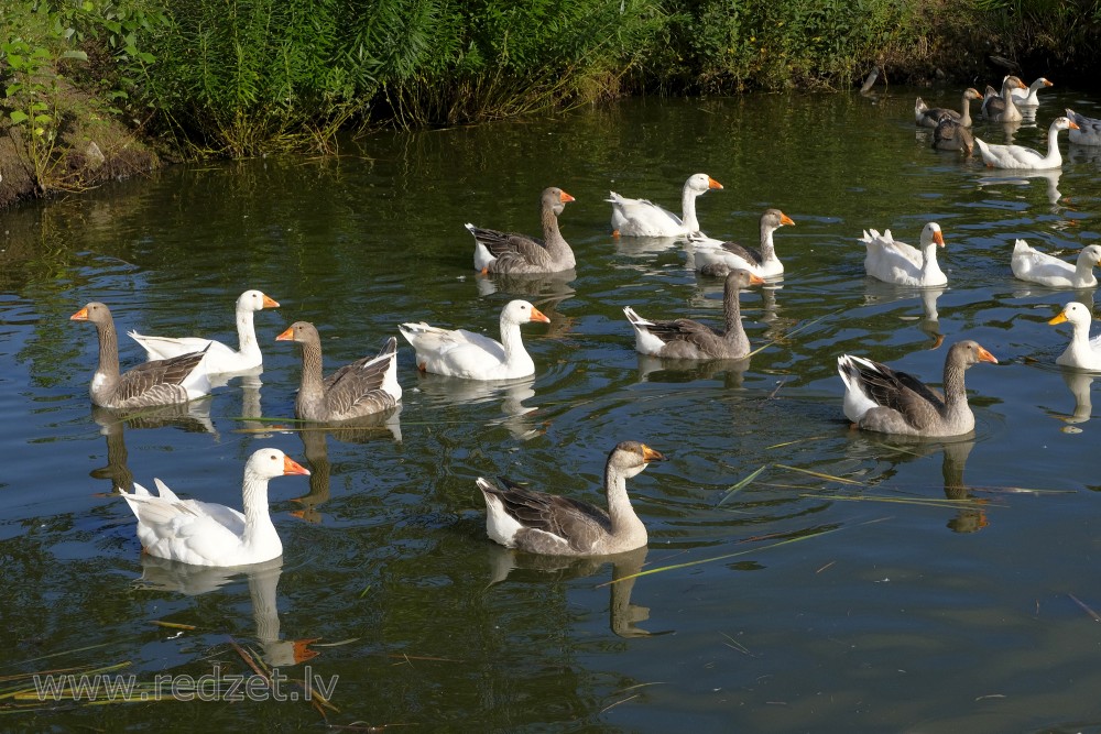 Geese in the pond