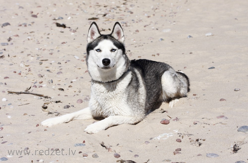 Husky on the beach