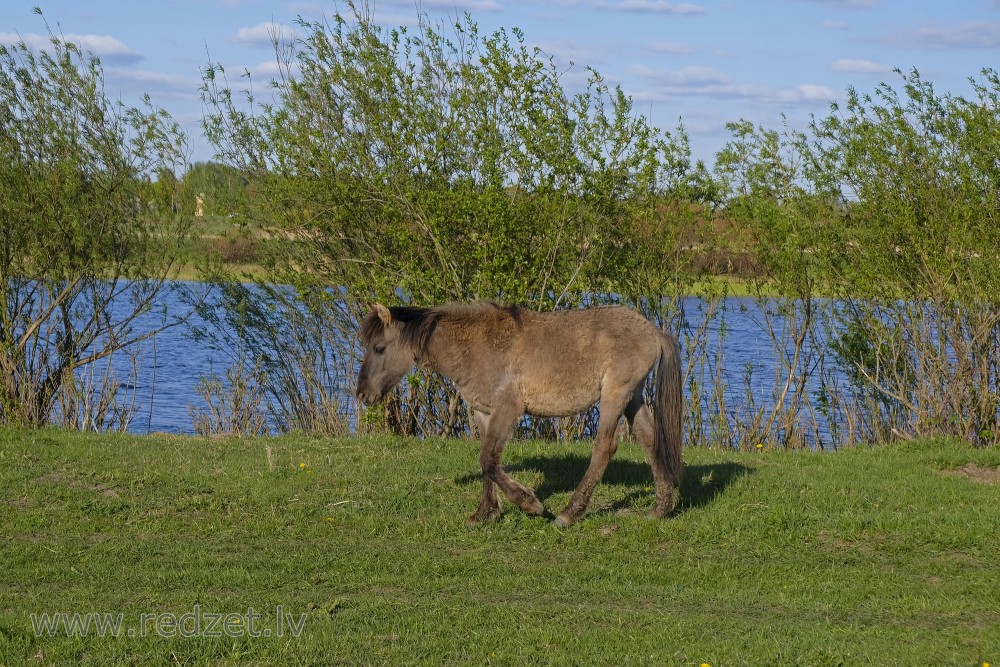 Wild Horse in Jelgava Palace Island, Lielupe Floodland Meadows