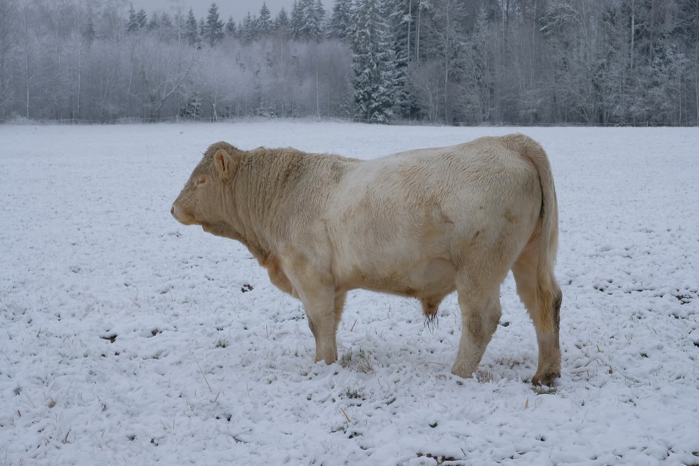 Gaļas bullis ziemā