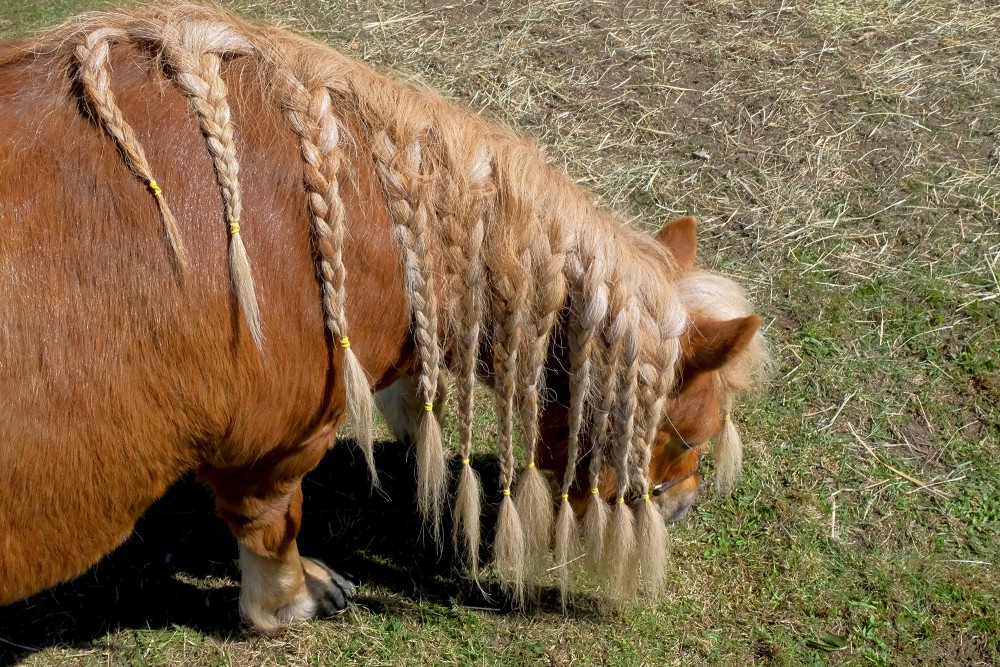 Mini Šetlandes ponija Graša skaistā frizūra