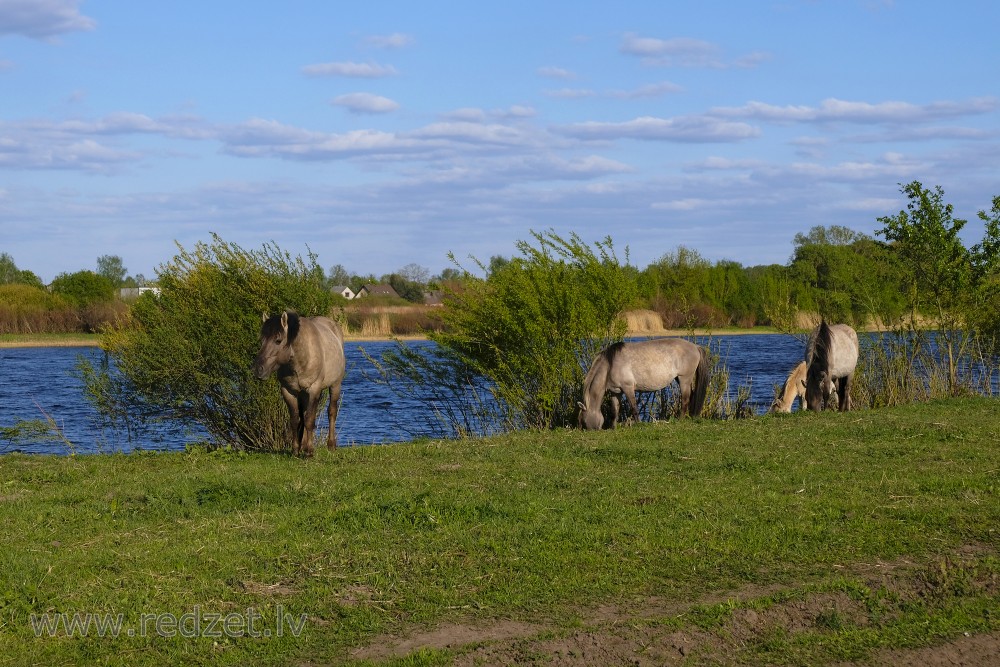 Wild Horses in Jelgava Palace Island, Lielupe Floodland Meadows