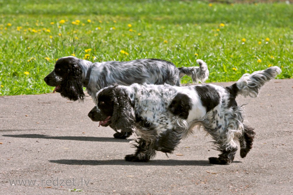 Angļu kokerspaniels