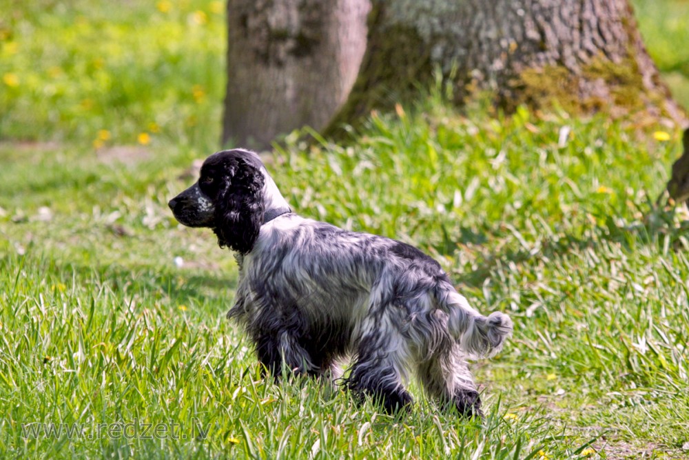 Angļu kokerspaniels