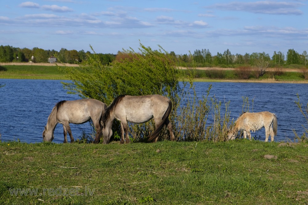 Wild Horses and Foal in Jelgava Palace Island, Lielupe Floodland Meadows