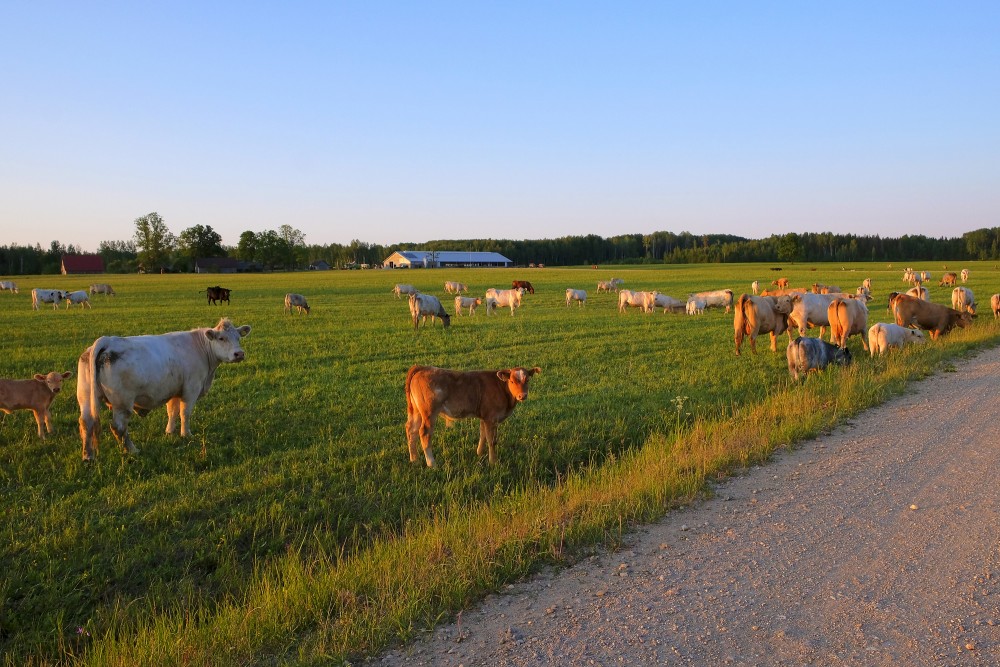 Countryside Landscape and Herd of Cows