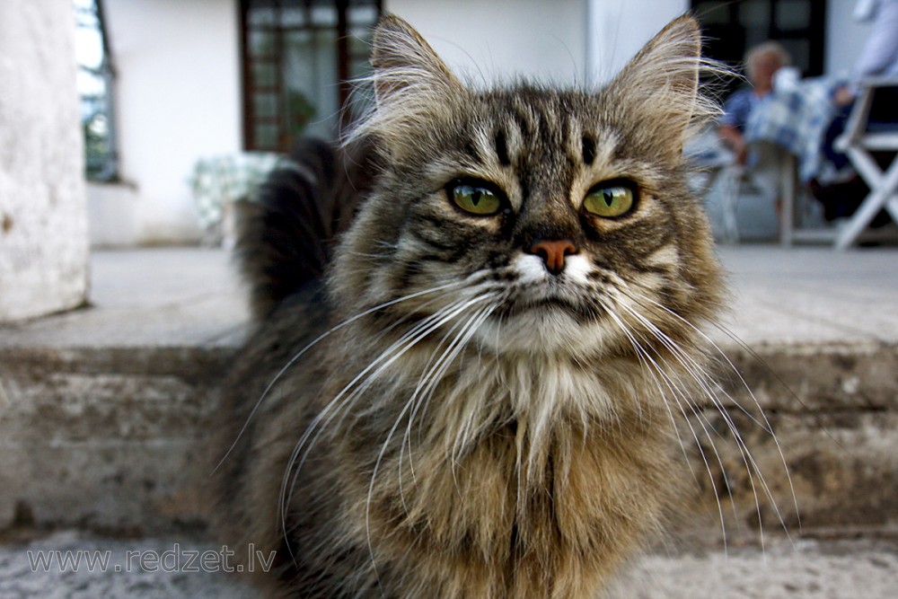 Mājas kaķis (Felis silvestris catus)