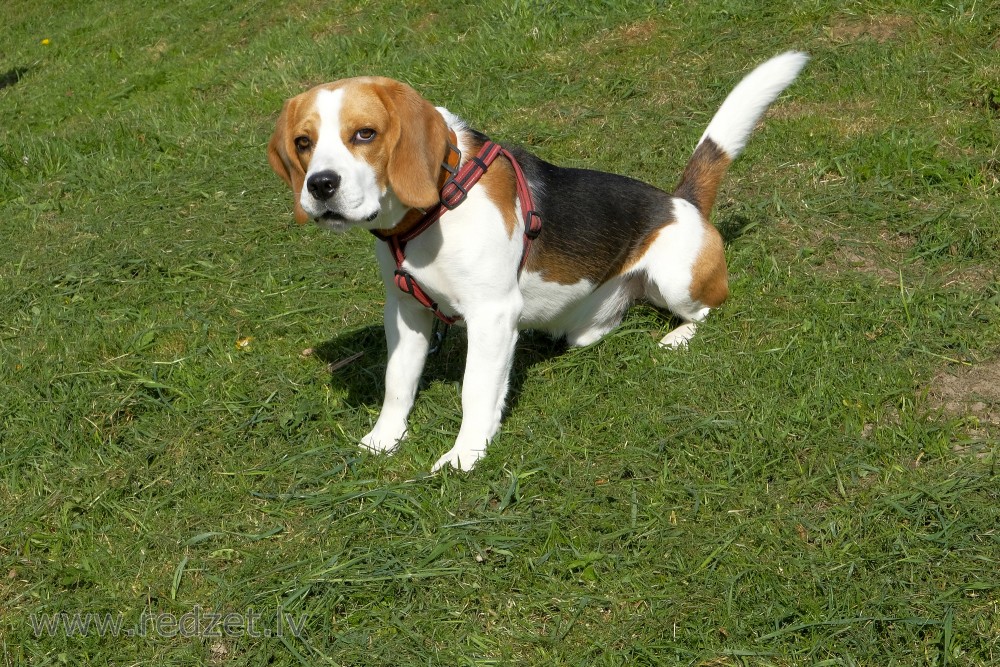 Beagle Puppy