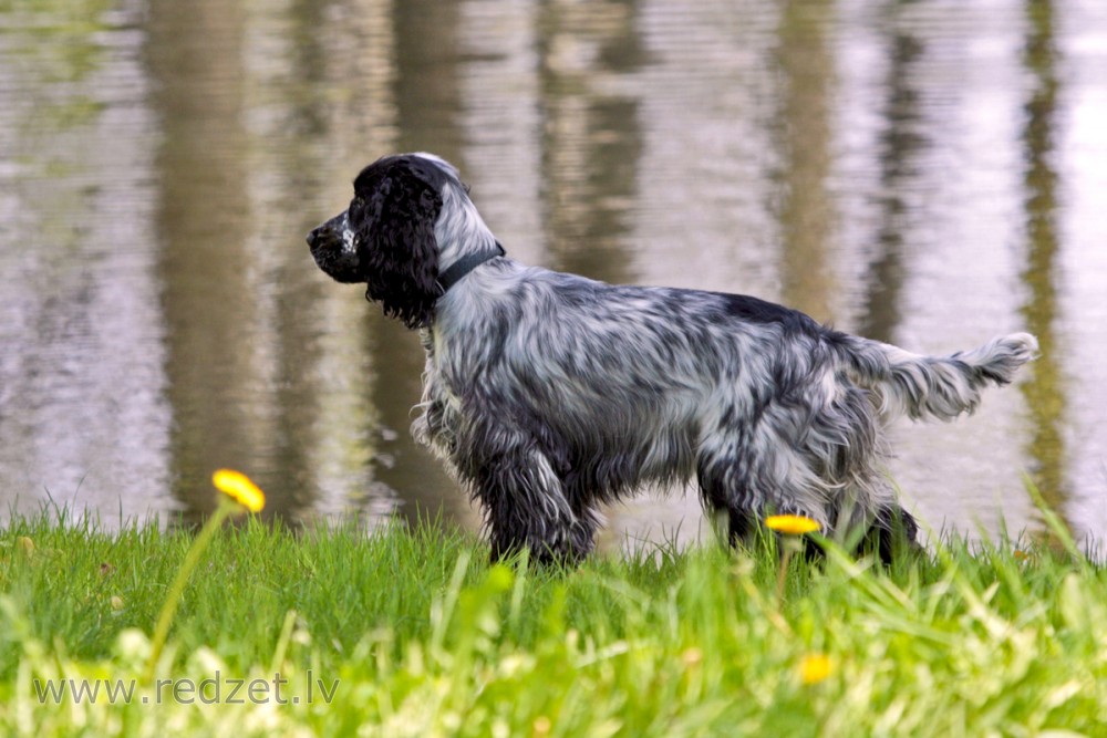 Angļu kokerspaniels